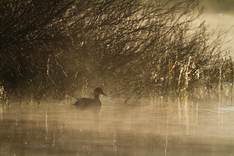 Gadwall Silhouette